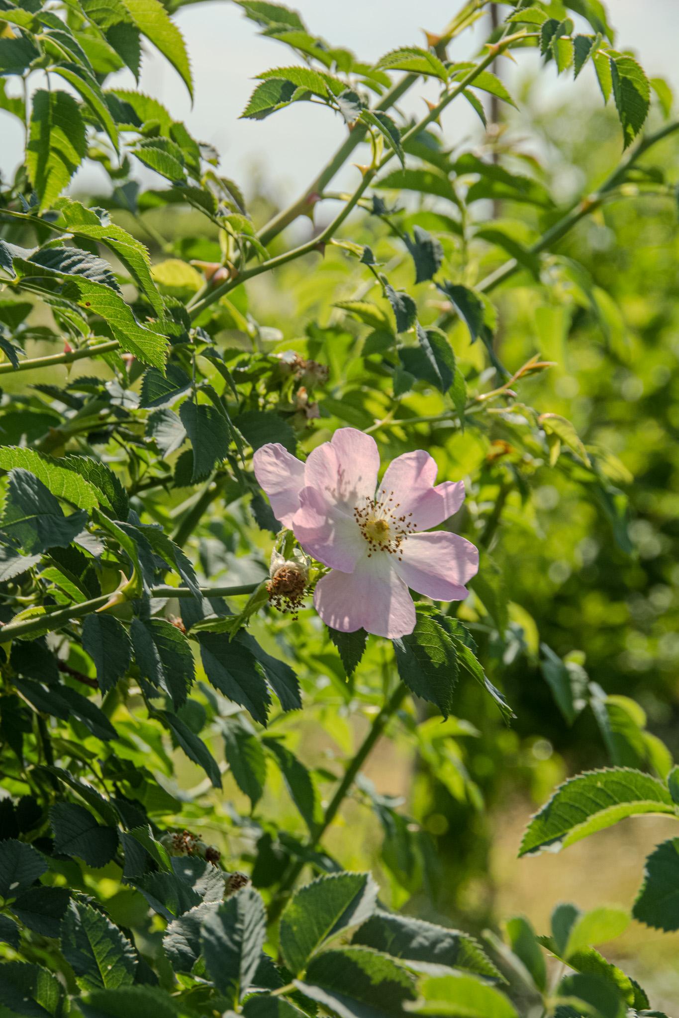 DSC_8318