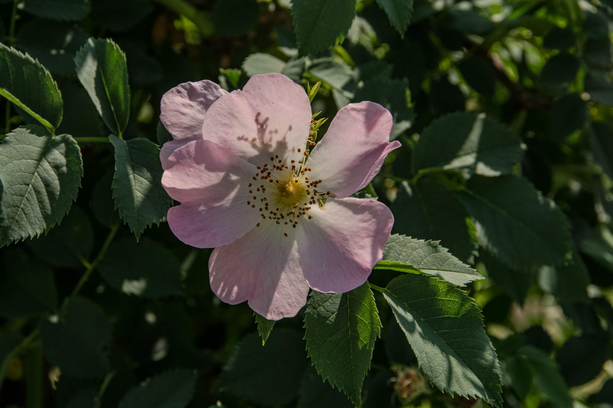 DSC_8322