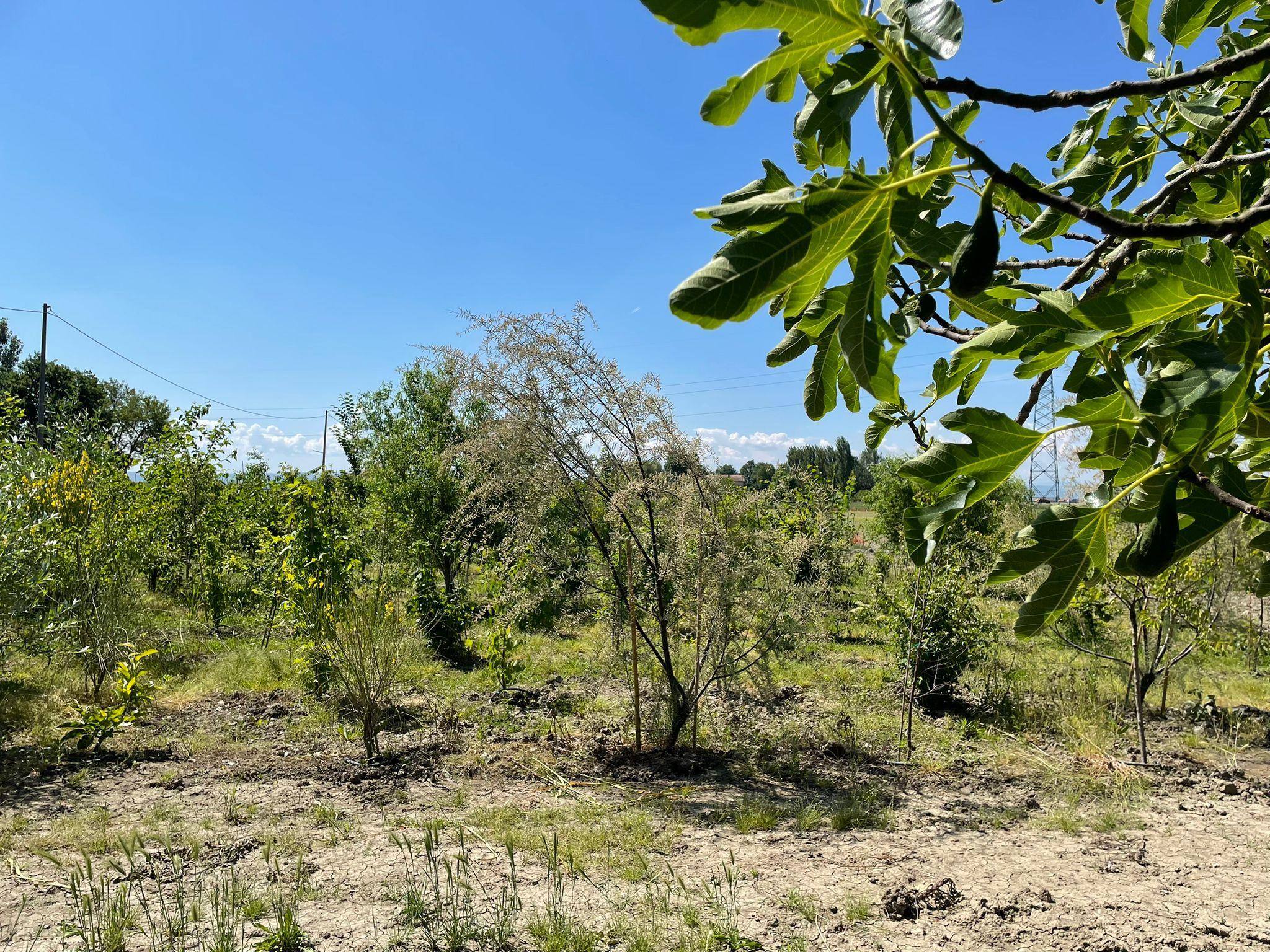 food forest